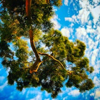 a tree in the sky with a blue sky