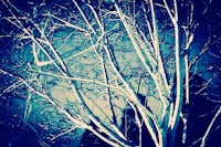 a tree with no leaves